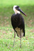 WHITE-NECKED STORK (3xphoto)