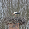 WHITE STORK (7xphoto)