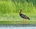 BLACK STORK (7xphoto)