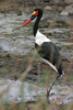 SADDLE-BILLED STORK (3xphoto)