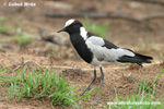 BLACKSMITH LAPWING (3xphoto)