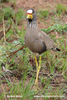 WATTLED PLOVER (5xphoto)