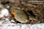 EUROPEAN ROBIN (9xphoto)