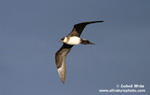 ARCTIC SKUA (4xphoto)