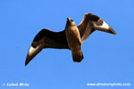 GREAT SKUA (6xphoto)