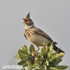 CRESTED LARK (4xphoto)