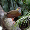 GREY-NECKED WOOD-RAIL (2xphoto)