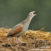 CORN CRAKE (9xphoto)