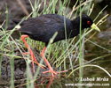 AFRICAN BLACK CRAKE (6xphoto)