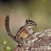 LEAST CHIPMUNK (8xphoto)