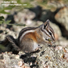 UINTA CHIPMUNK (7xphoto)