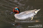 COMMON TEAL (4xphoto)