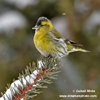 EURASIAN SISKIN (4xphoto)