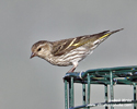 PINE SISKIN (1xphoto)