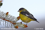 AMERICAN GOLDFINCH (5xphoto)