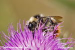 EARLY BUMBLEBEE (6xphoto)