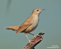 SAVIS WARBLER (5xphoto)