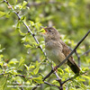 COMMON GRASSHOPPER-WARBLER (7xphoto)