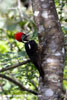 LINEATED WOODPECKER (2xphoto)