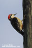 BLACK-CHEEKED WOODPECKER (3xphoto)