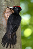 BLACK WOODPECKER (4xphoto)