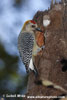 HOFFMANNS WOODPECKER (3xphoto)