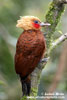 CHESTNUT-COLORED WOODPECKER (2xphoto)