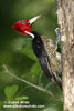 PALE-BILLED WOODPECKER (2xphoto)