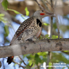 NORTHERN FLICKER (6xphoto)