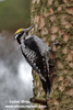 THREE-TOED WOOD PECKER (5xphoto)