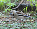 HAWFINCH (4xphoto)