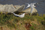 GULLS, TERNS AND SKUAS