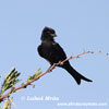 Drongo africk (2xfoto)