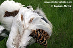 GREAT BUSTARD (4xphoto)