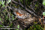 REDWING (4xphoto)