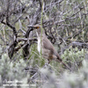 CURVE-BILLED THRASHER (1xphoto)