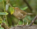 ECUADORIAN THRUSH (3xphoto)