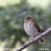 HERMIT THRUSH (3xphoto)