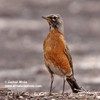 AMERICAN ROBIN (7xphoto)