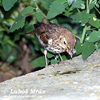 SONG THRUSH (1xphoto)