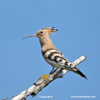 EURASIAN HOOPOE (7xphoto)