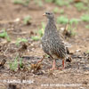 NATAL FRANCOLIN (2xphoto)