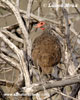 SWAINSONS SWAINSONS FRANCOLIN (1xphoto)