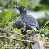 BLACK GUAN (3xphoto)