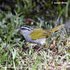 BLACK-STRIPED SPARROW (4xphoto)