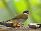 ORANGE-BILLED SPARROW (2xphoto)