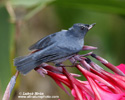 SLATY FLOWERPIERCER (1xphoto)