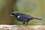 GLOSSY FLOWERPIERCER (3xphoto)