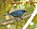 MASKED FLOWERPIERCER (5xphoto)