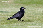 ROOK (2xphoto)